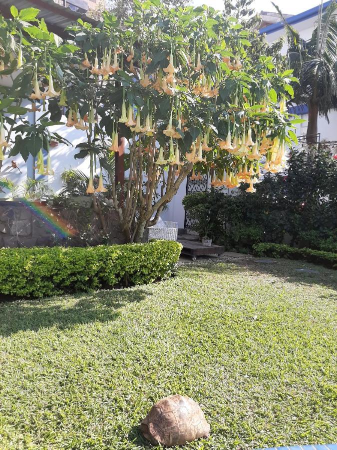 Figtree Guesthouse Maputo Eksteriør billede